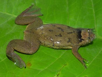 Media type: image;   Herpetology A-148034 Aspect: dorsal